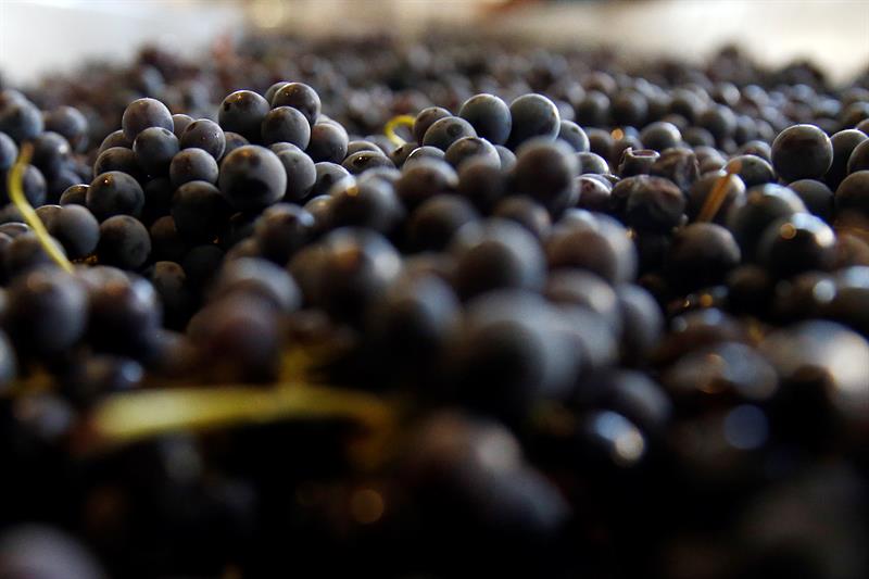  Chile walks through Europe the vitivinÃ­cola power of its patrimonial strains